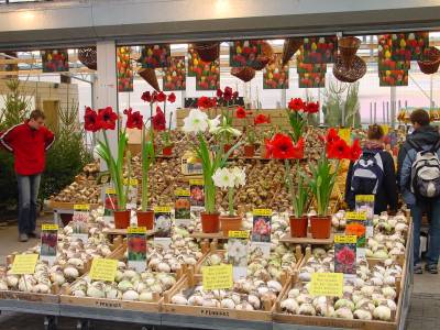 Bloemenmarkt Amsterdam