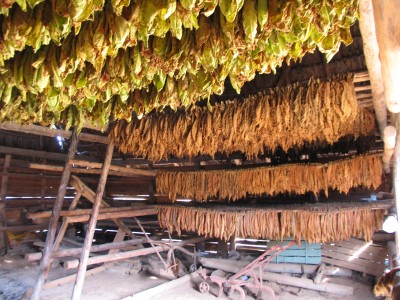 Kuba - Vinales Tal - Casa de tabaco