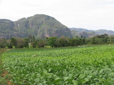 Kuba - Vinales Tal Tabakfeld