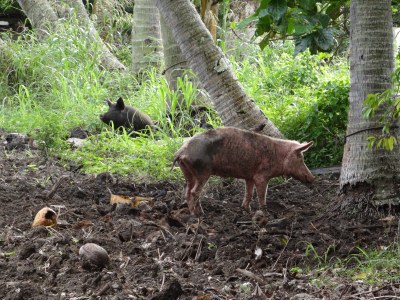 Cook Islands - Rarotonga - Schweine