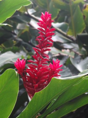 Französisch Polynesien - Tahiti - Les Jardins d'eu de Vaipahi