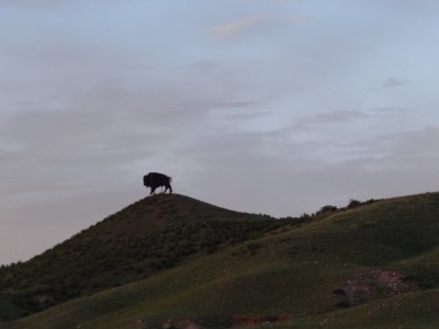 Bison in Wyoming