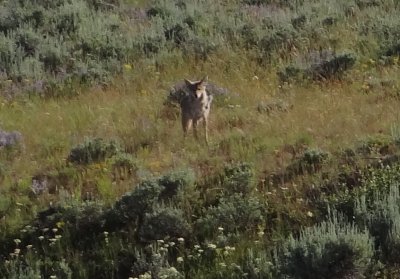 Grand Teton Nationalpark - Coyote