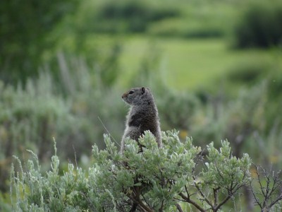 Grand Teton - Ground Squirrel