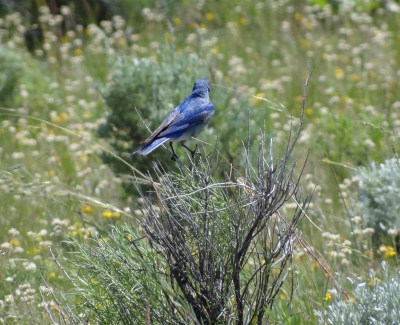 Yellowstone - Beaver Ponds Trail - Mountain Bluebird