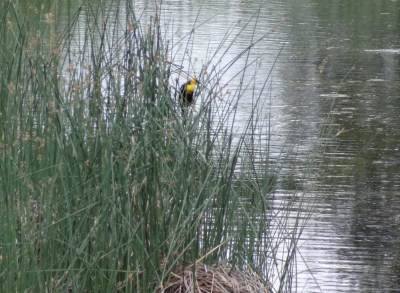 Yellowstone - Beaver Ponds Trail - Yellow Headed Blackbird