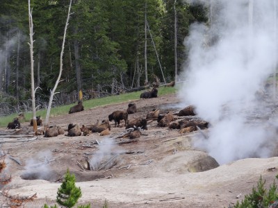 Yellowstone - Mud Volcano - Bisons