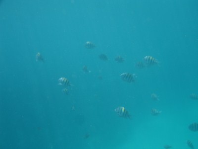 Bahia Honda State Park - Riff