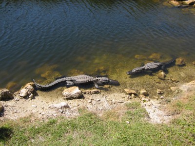 Everglades - Alligator