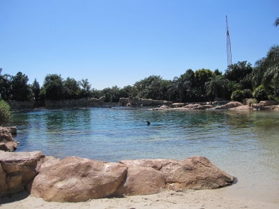 Discovery Cove - Delfinlagune