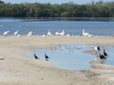 Sanibel - J.N. Darling National Wildlife Refuge