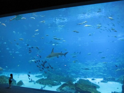 USA - Südstaaten - Atlanta - Georgia Aquarium