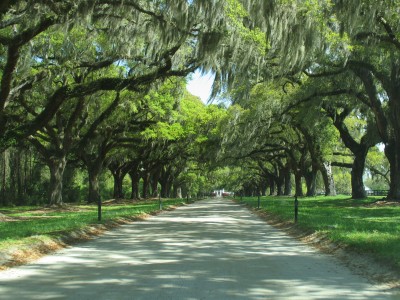 Charleston - Boon Hall Plantation