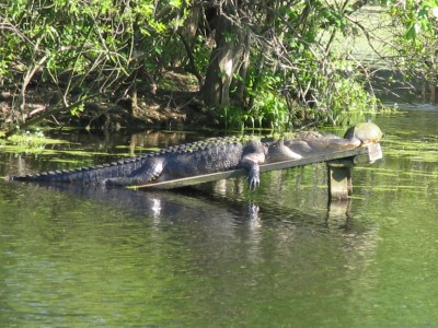 Magnolia Plantation - Audubon Swamp Gardens