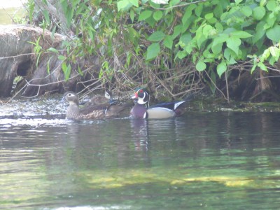 Wakulla Springs State Park
