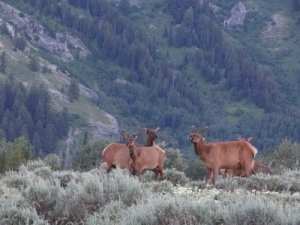 Grand Teton - Lupine Meadows - Elk