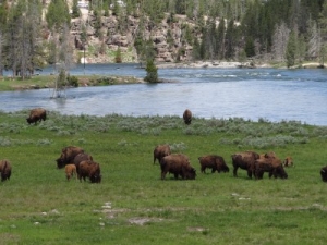 Yellowstone - Hayden Valley - Bison