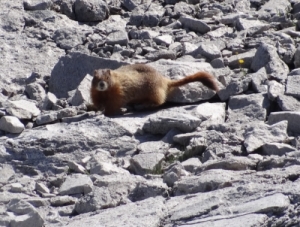 Yellowstone - Upper Geysir Basin - Yellow bellied marmot