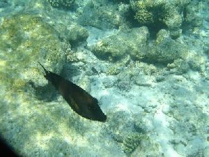 Malediven Fihalhohi Fisch