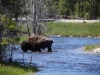 Tiere im Yellowstone